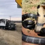 king cobras casper wyoming