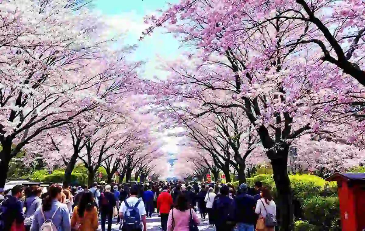 hanami